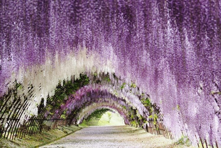 不只有樱花 四季分明，风景各异的日本：四季与鲜花的美丽赞歌